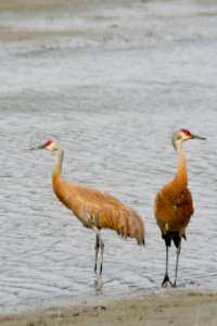 Sandhill Cranes (Antigone canadensis) photo