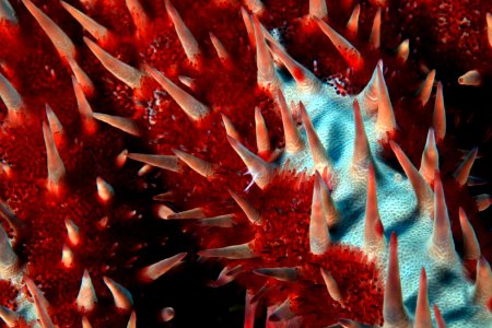 Crown of Thorns Closeup
