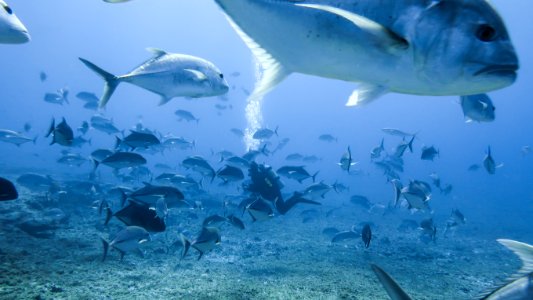 Diver Conducting Research Amidst Fish