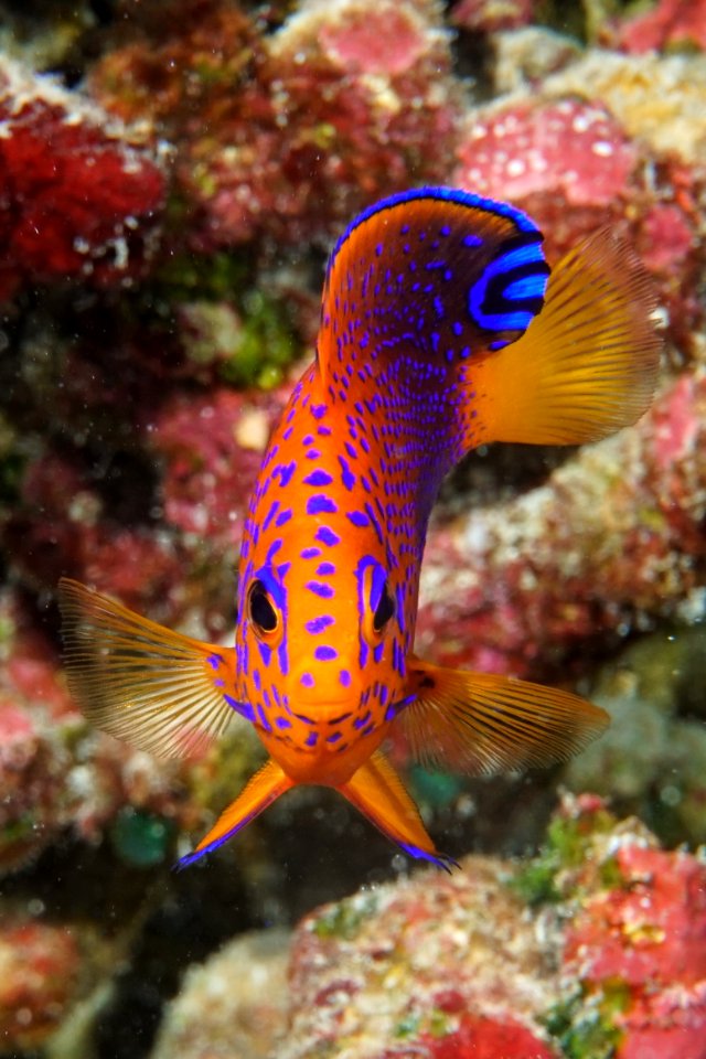 Japanese Angelfish