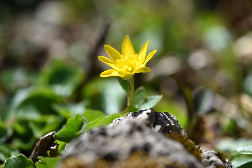 Yellow yellow flower flock block herb
