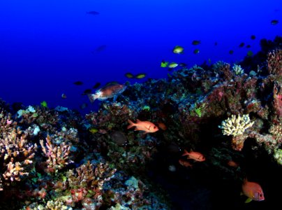 Fish on Deep Reef at Pearl and Hermes