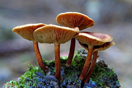 Pholiota.