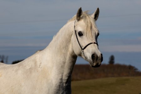 Shamao OS190128