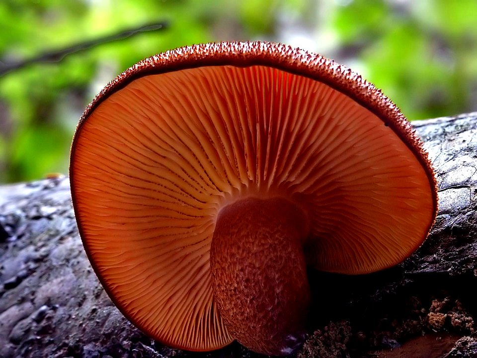 Tricholomopsis photo