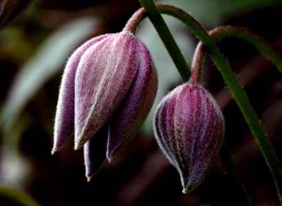 Clematis buds.