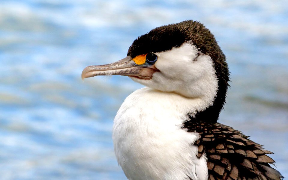 The pied shag,(Phalacrocorax varius,)