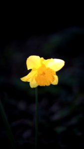 A Wild daffodil
