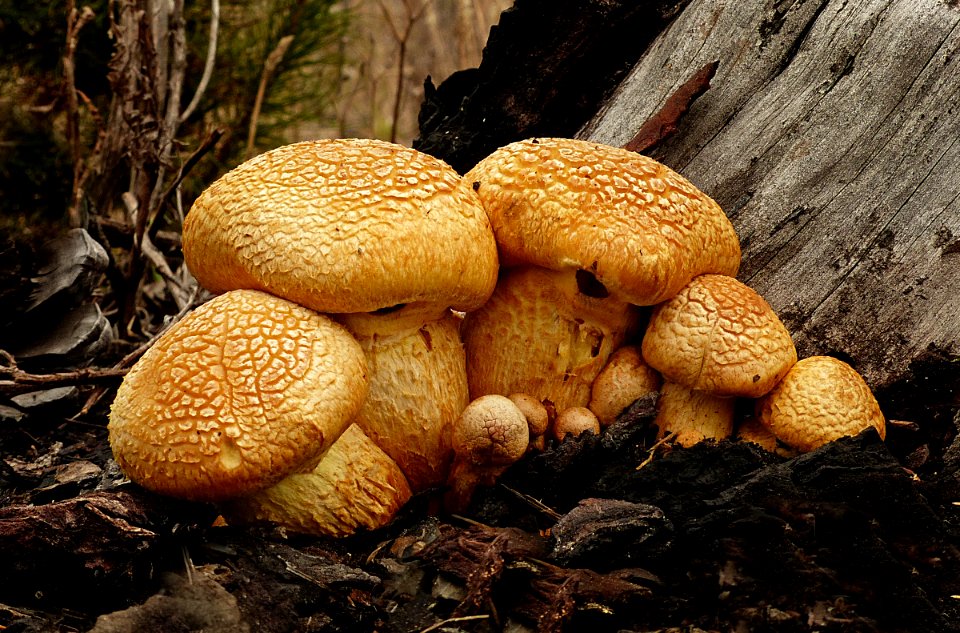 Cogumelo (Gymnopilus junonius) - Laughing Gym,