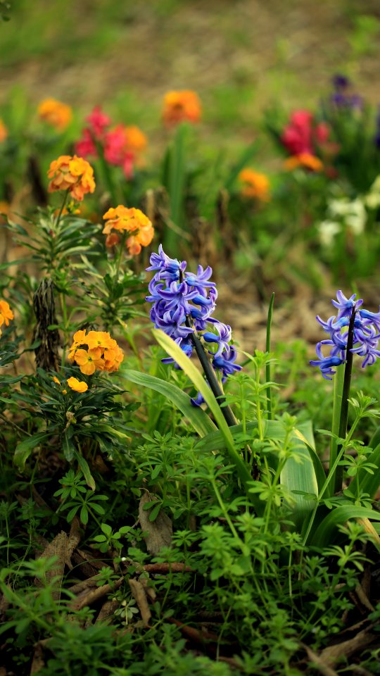 Le jardin un peu fou d'Isasza