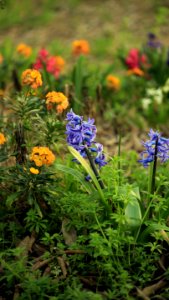 Le jardin un peu fou d'Isasza