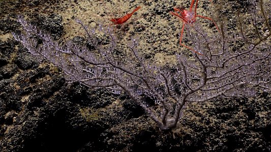 Squat Lobster and Shrimp