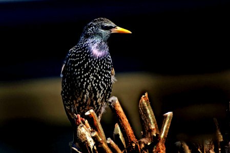 Starling photo