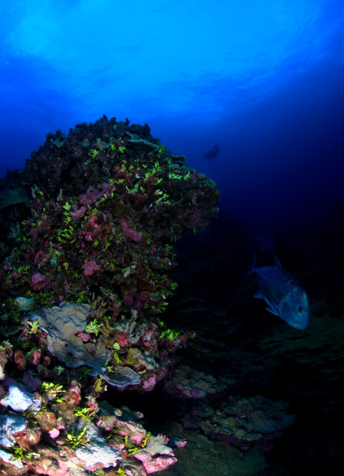 Coral and Giant Trevally at Lisianski