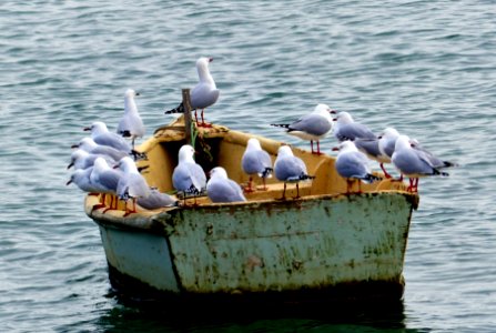 A life on the ocean wave...