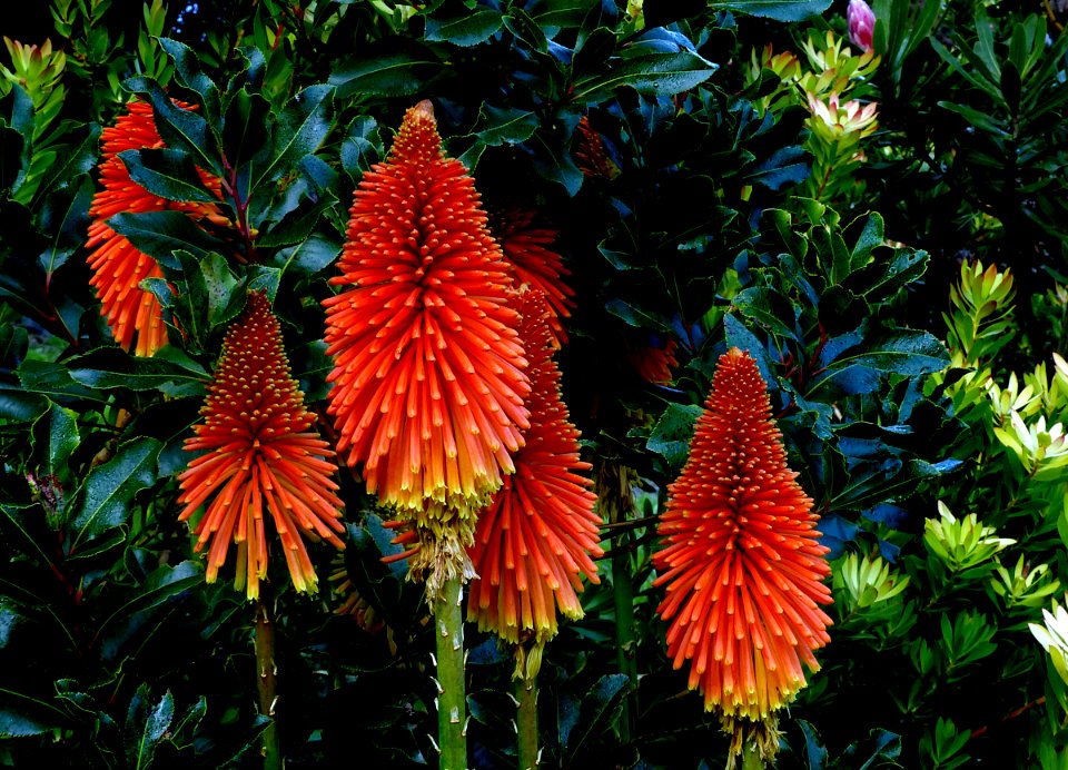 Kniphofia, also called tritoma, red hot poker,