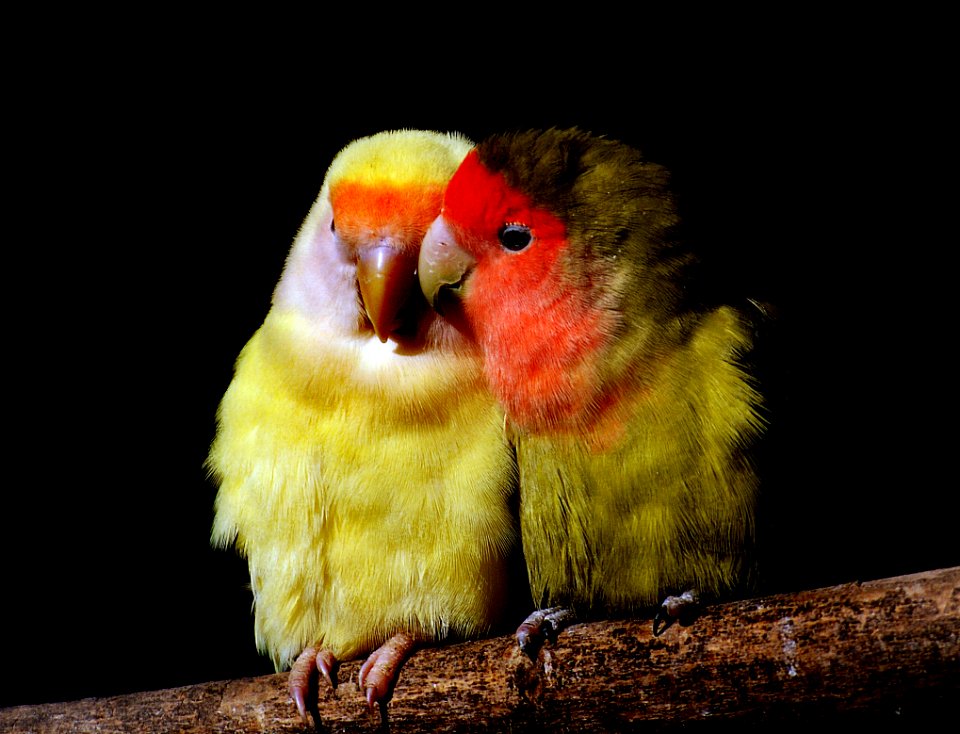 Peach faced love birds.