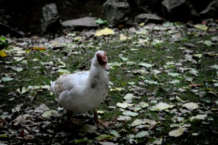 Ugly Duckling