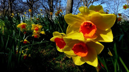 In the daffodil garden. photo