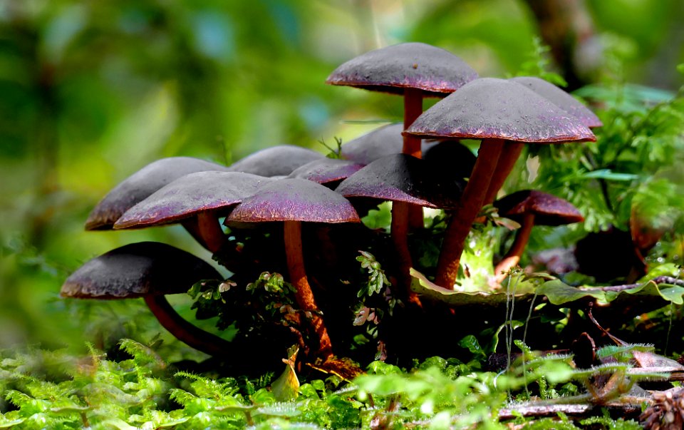 Hypholoma brunneum.