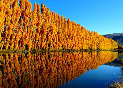 Gold rush. Otago. photo