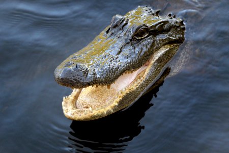 Alligator. Reptile. photo