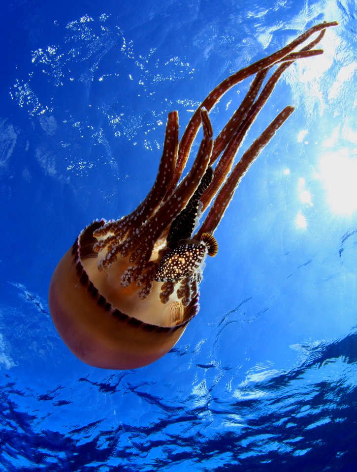 Jelly at Pearl and Hermes