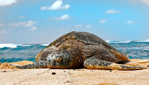 Green Sea Turtle. photo
