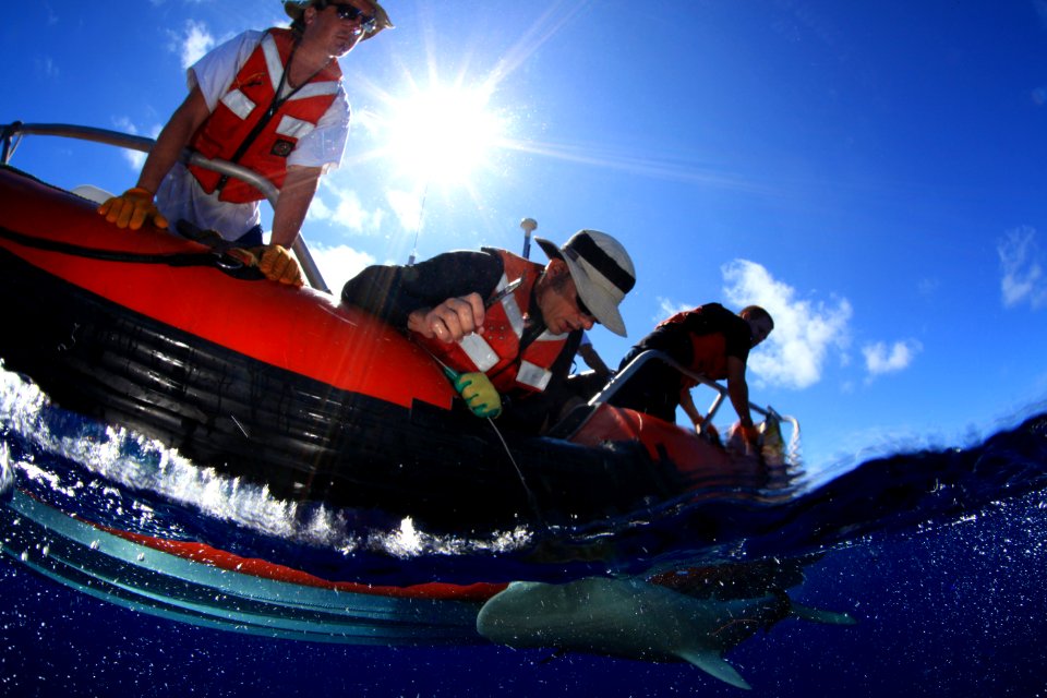 Tagging Galapagos Sharks at Pearl and Hermes