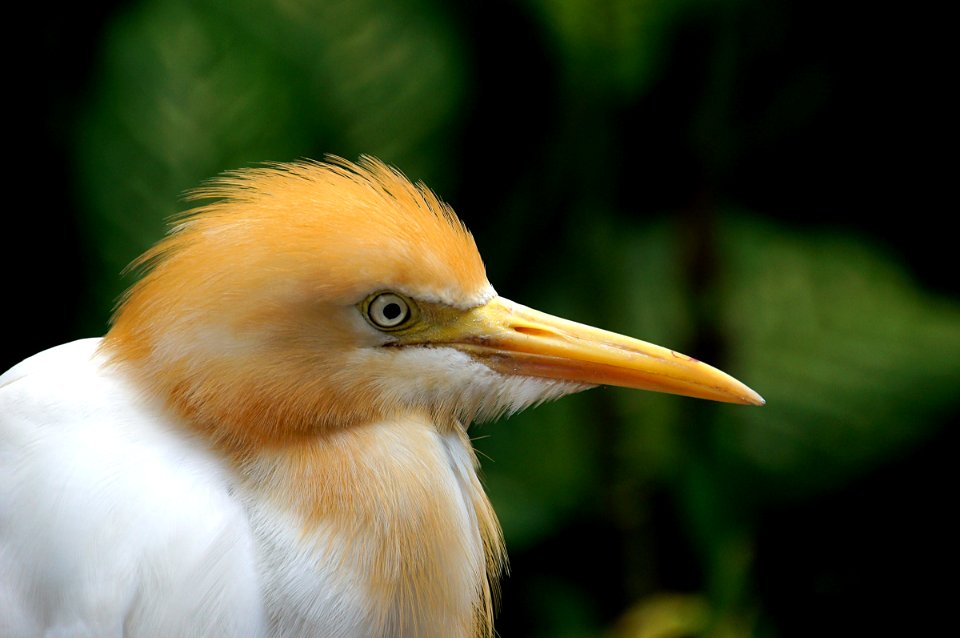 Cattle egret