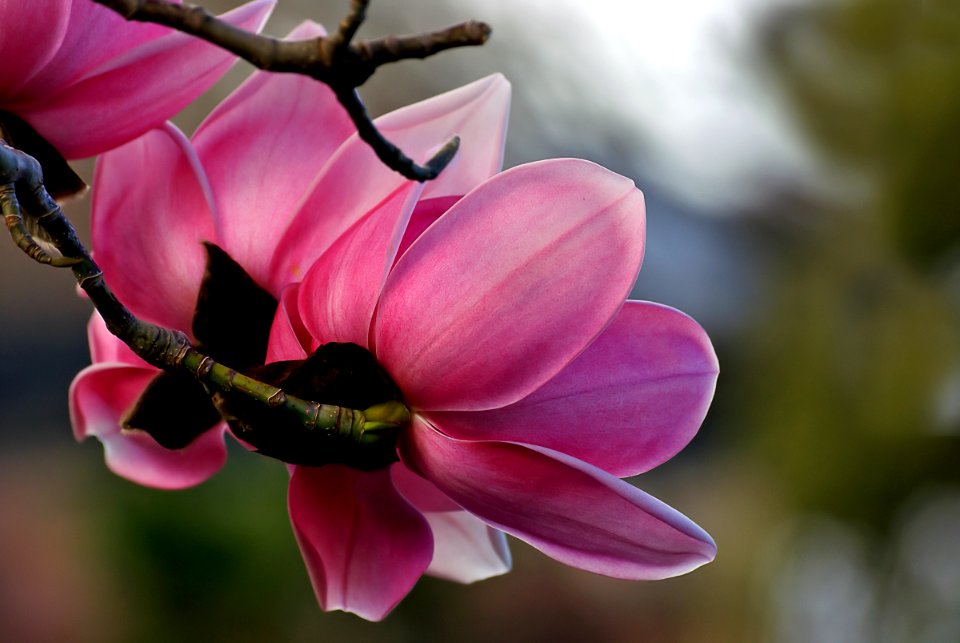 Magnolia. Campbellii.