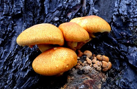 Gymnopilus junonius photo