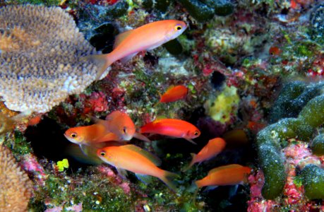 Juvenile Thompson's Anthias on deep reef photo