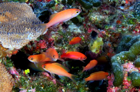 Juvenile Thompson's Anthias on deep reef