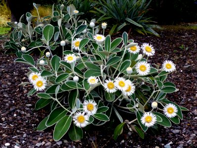 Marlborough rock daisy. photo