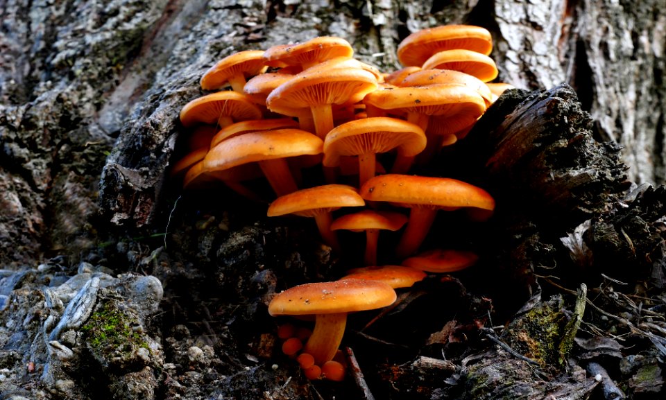 Sulphur tufts (hypholema fasciculare) photo