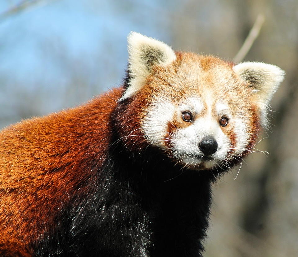 Nature ursine animal
