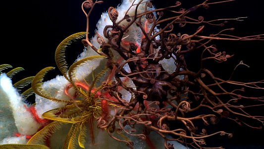 Deep-sea corals and sponges provide habitat and refuge