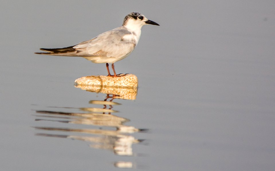 River tern in Bhigwan