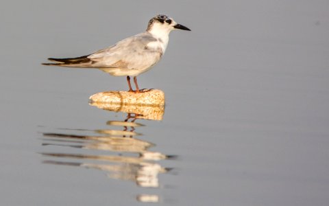 River tern in Bhigwan photo