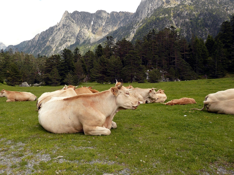 Moo meadow pyrénées