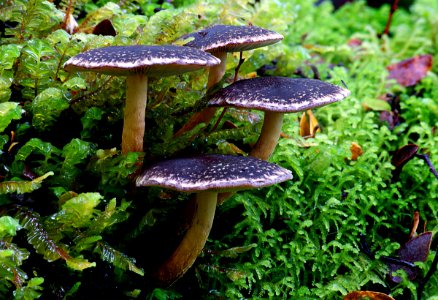 Hypholoma brunneum.