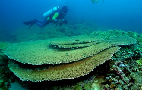 Table Coral at French Frigate Shoals photo