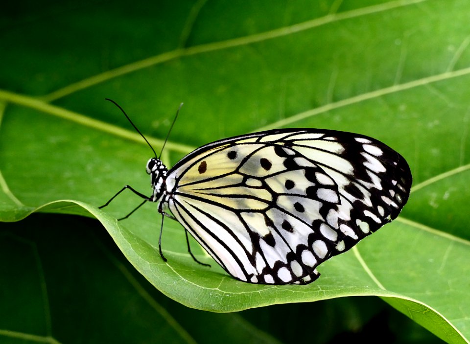 Idea leuconoe - Paper Kite.