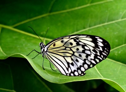 Idea leuconoe - Paper Kite.