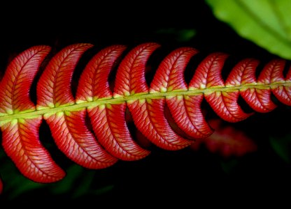 Blechnum NZ Fern. photo