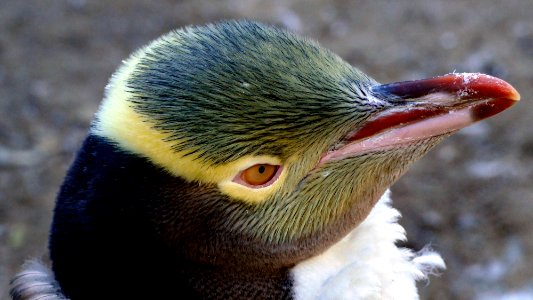Yellow-eyed penguin. (Megadyptes antipodes) photo