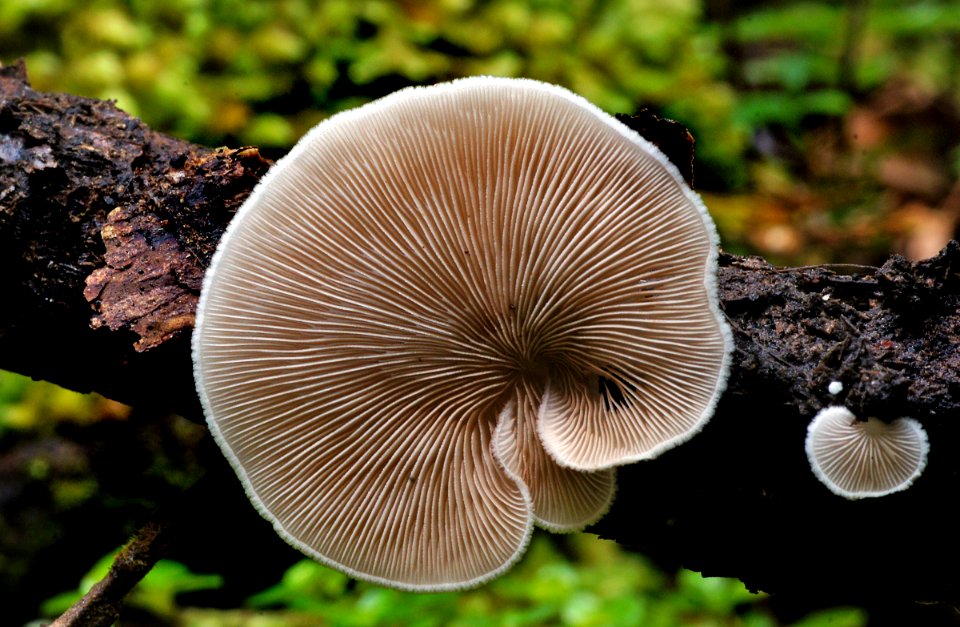 Crepidotus versutus