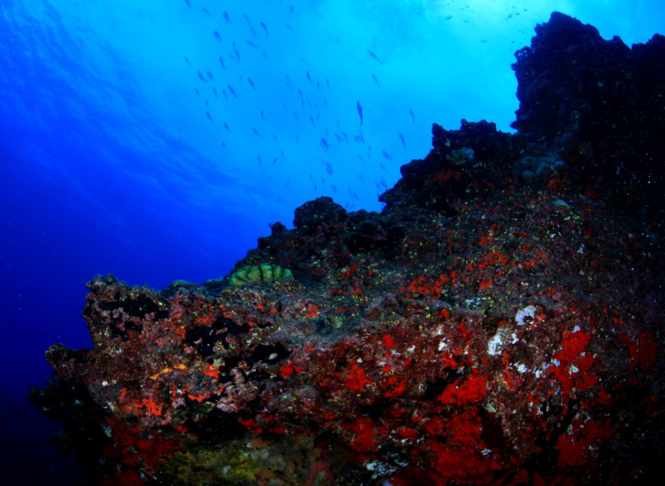 Gardner Pinnacle Reefscape