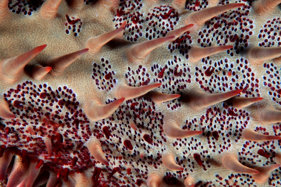 Crown of Thorns Closeup at Gardner Pinnacles